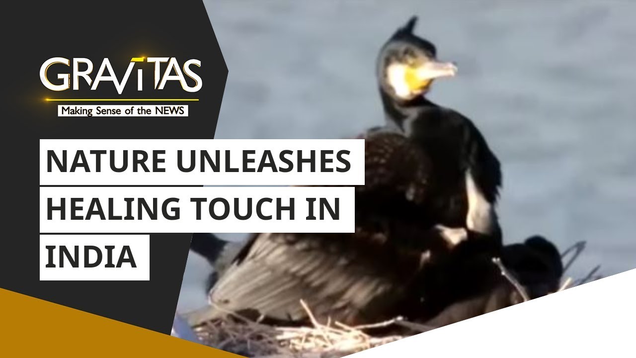 Gravitas: Nature unleashes healing touch in India | Coronavirus Lockdown