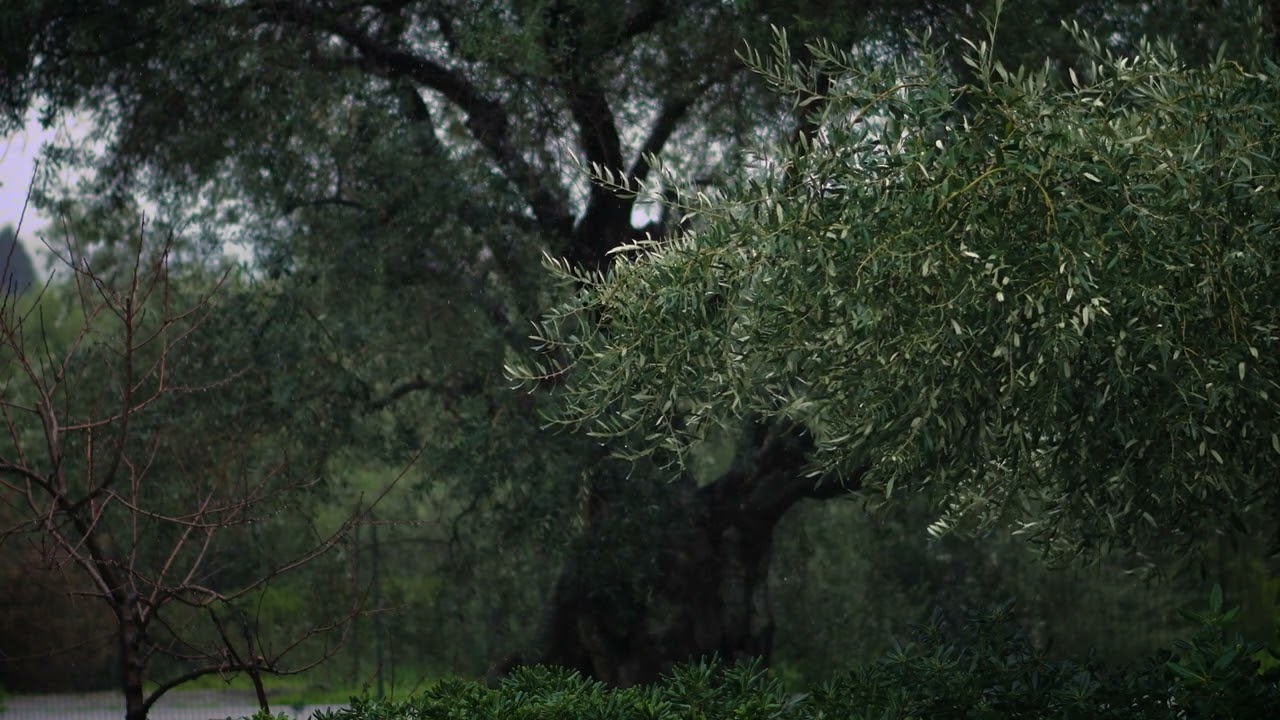 Rain