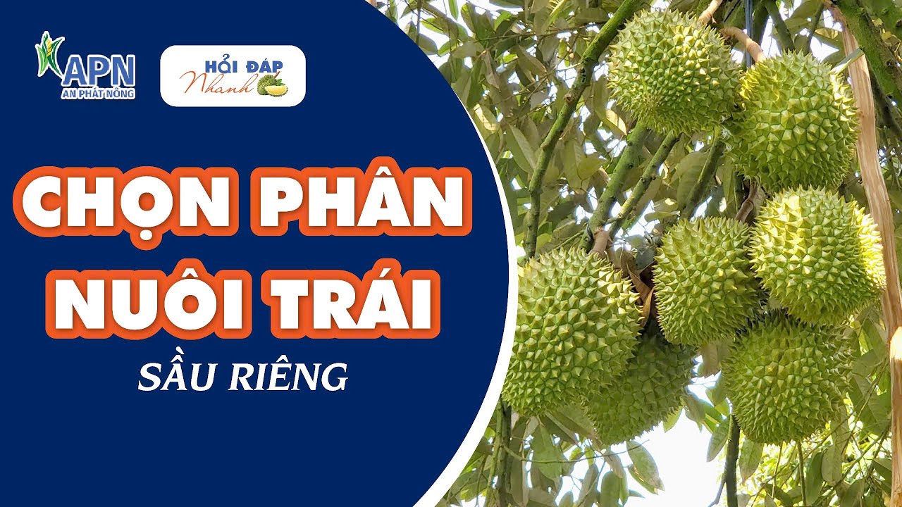 APN - CHỌN PHÂN NUÔI TRÁI SẦU RIÊNG | HỎI ĐÁP NHANH KỲ 35