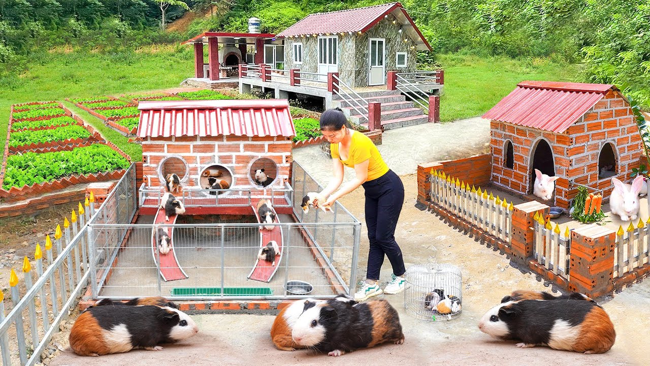Building Creative House With Red Bricks And Concrete - Build A House To Raising Many Guinea Pig