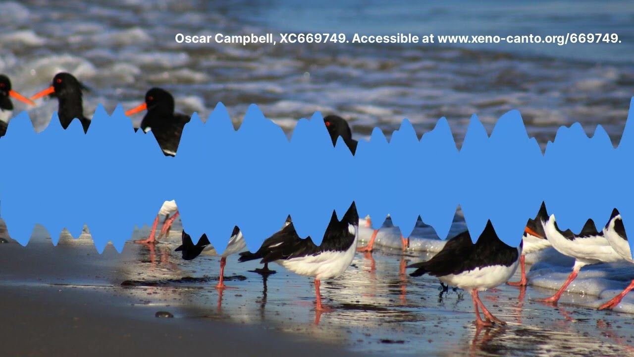 Oystercatcher call
