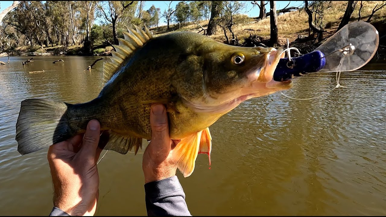 Loddon River, Yellas and Murray Cod