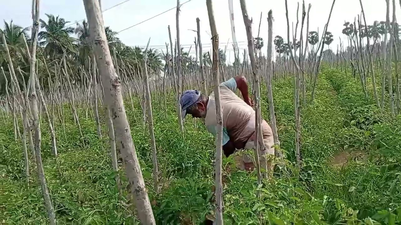 பனை மரத்தை புடுங்க போகும் ஜவஹிர் மாமா 