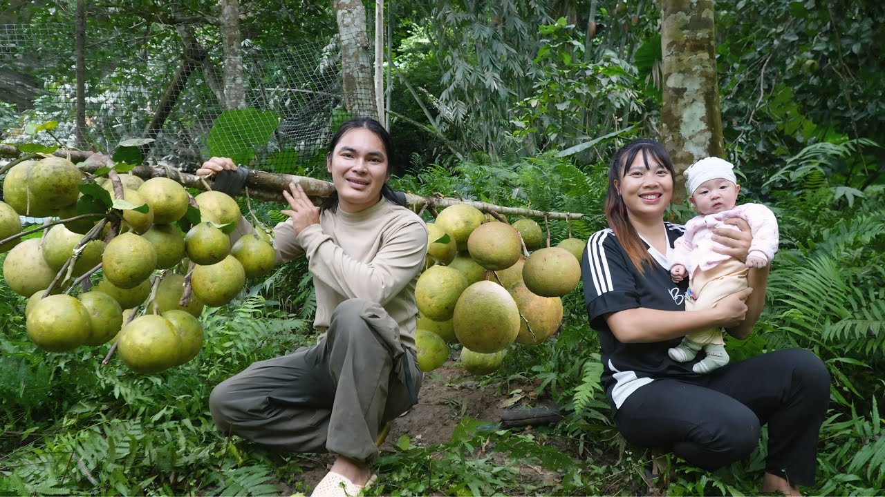 Peaceful farm life – Harvesting ripe pomelos to sell for extra income, farm life, SURVIVAL ALONE
