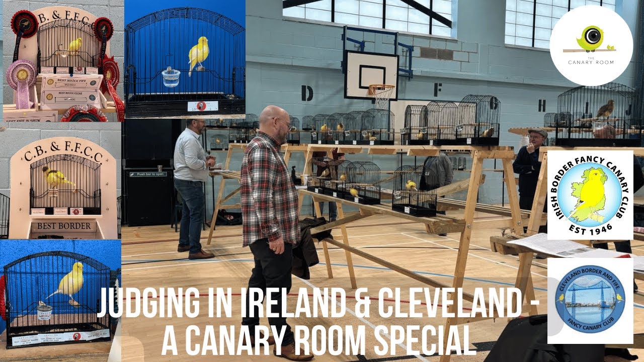 Судейство канареек в Ирландии и Кливленде — специальный выпуск Canary Room