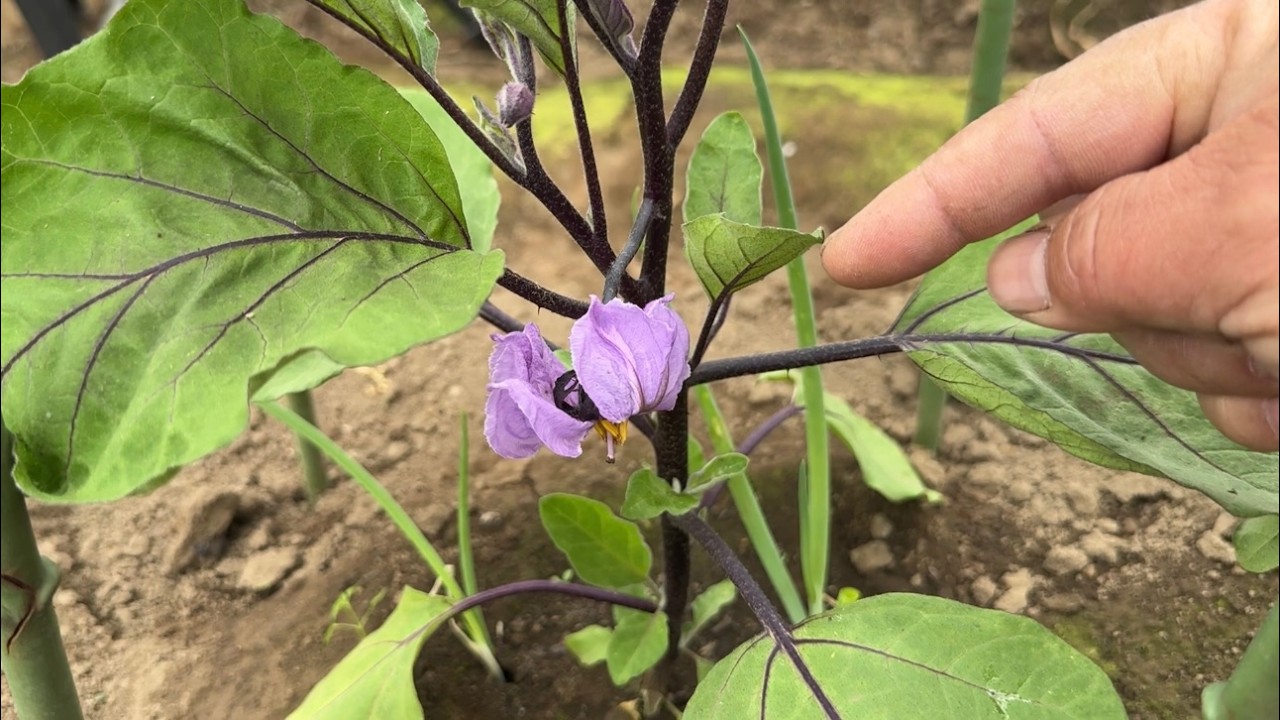 畑に植えたナスの背丈が低く早く実る時は要注意！農家でも知らない！【なす栽培】25/5/19