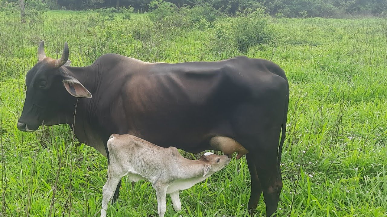 VACA  CAFEZINHA PARIU UM LINDO BEZERRO,  TOCANDO VACA PARIDA DE NOVO PRO CURRAL