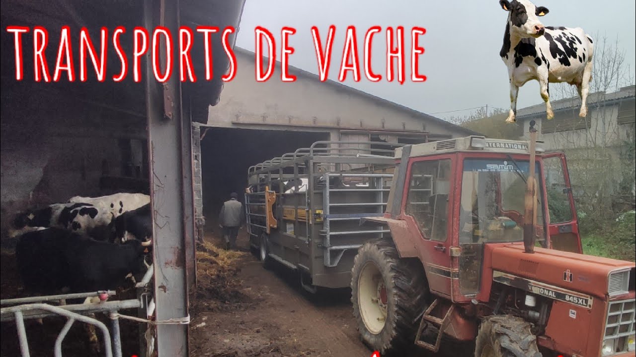 rentrer les vaches du froid + les prête vélé