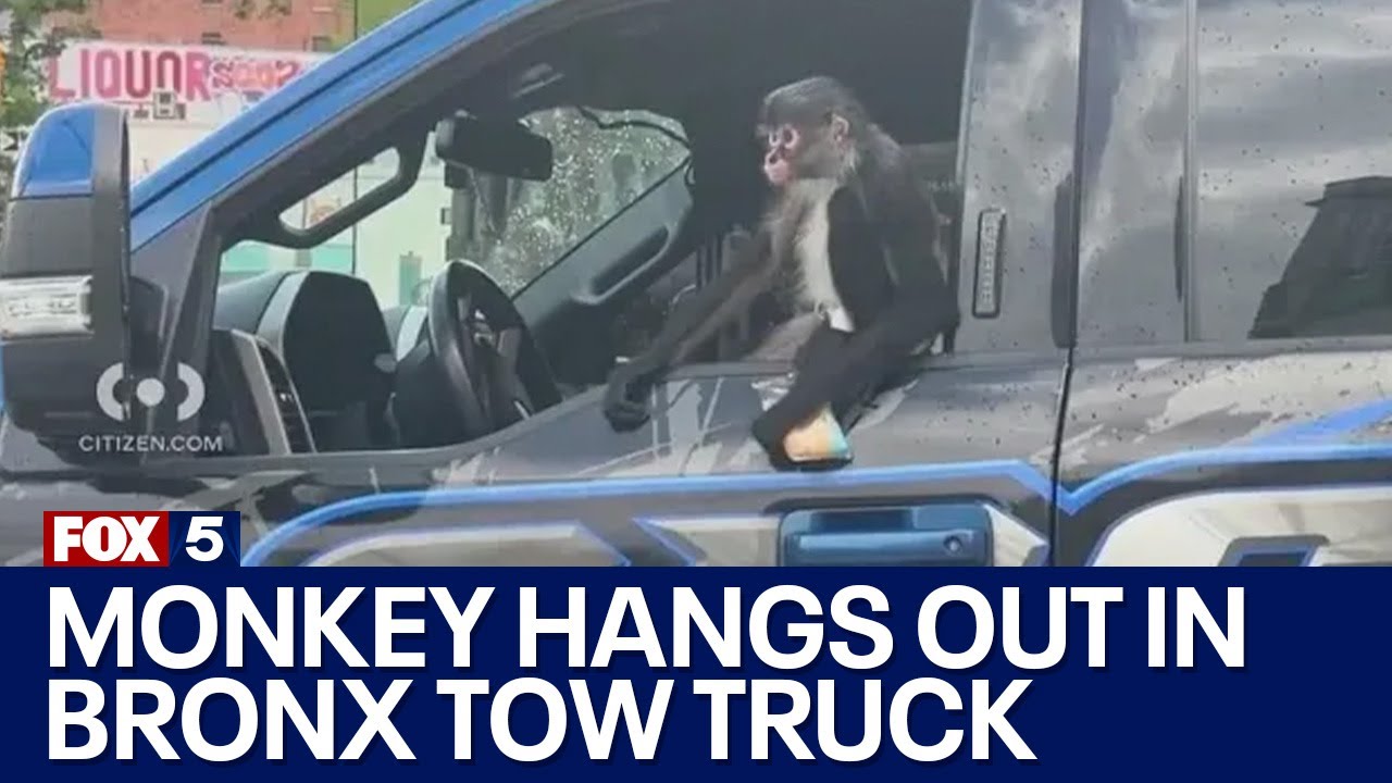 Monkey hangs out inside a Bronx tow truck: VIDEO
