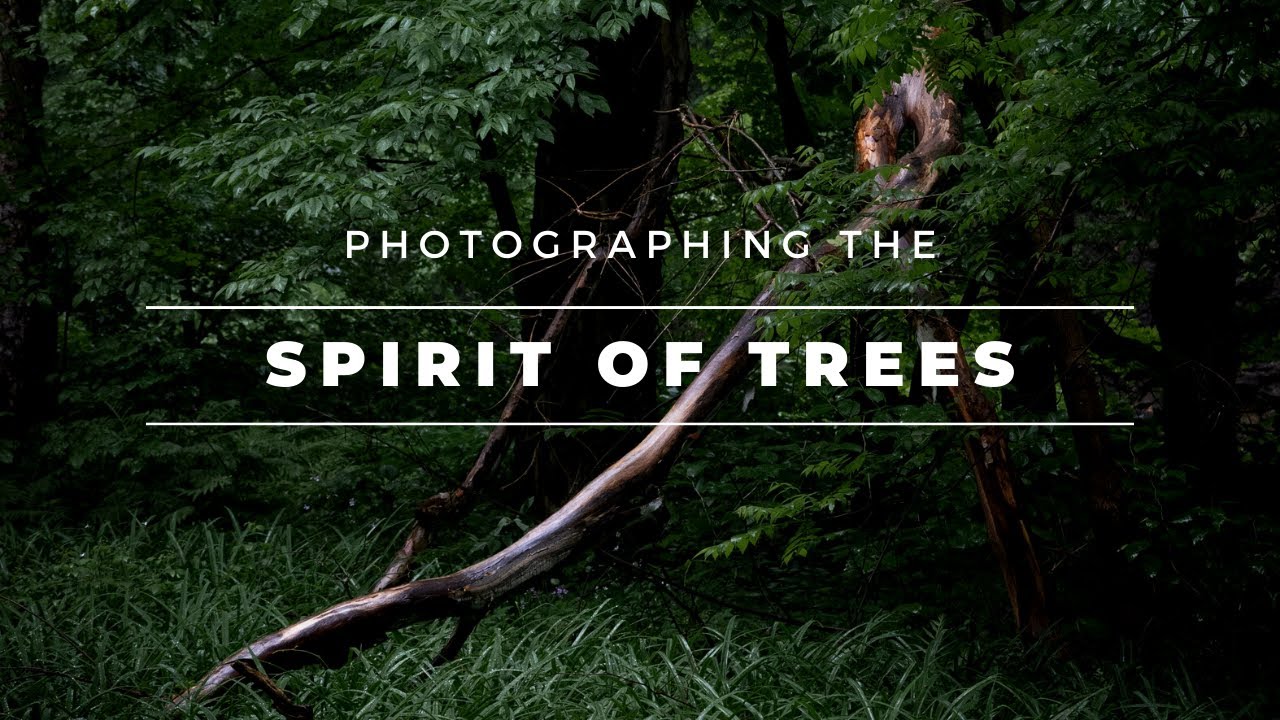 Photographing the Spirit of Trees | 8 Tips for Nature Photography Shizen Style
