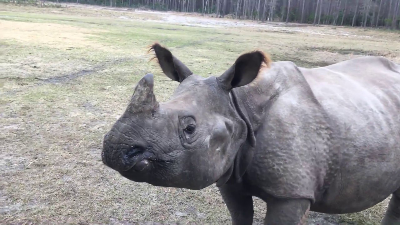 Baby rhino Peaches White Oak Conservation Center (ZACC)