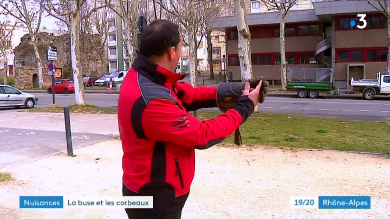 Romans-sur-Isère : des buses pour chasser les corbeaux