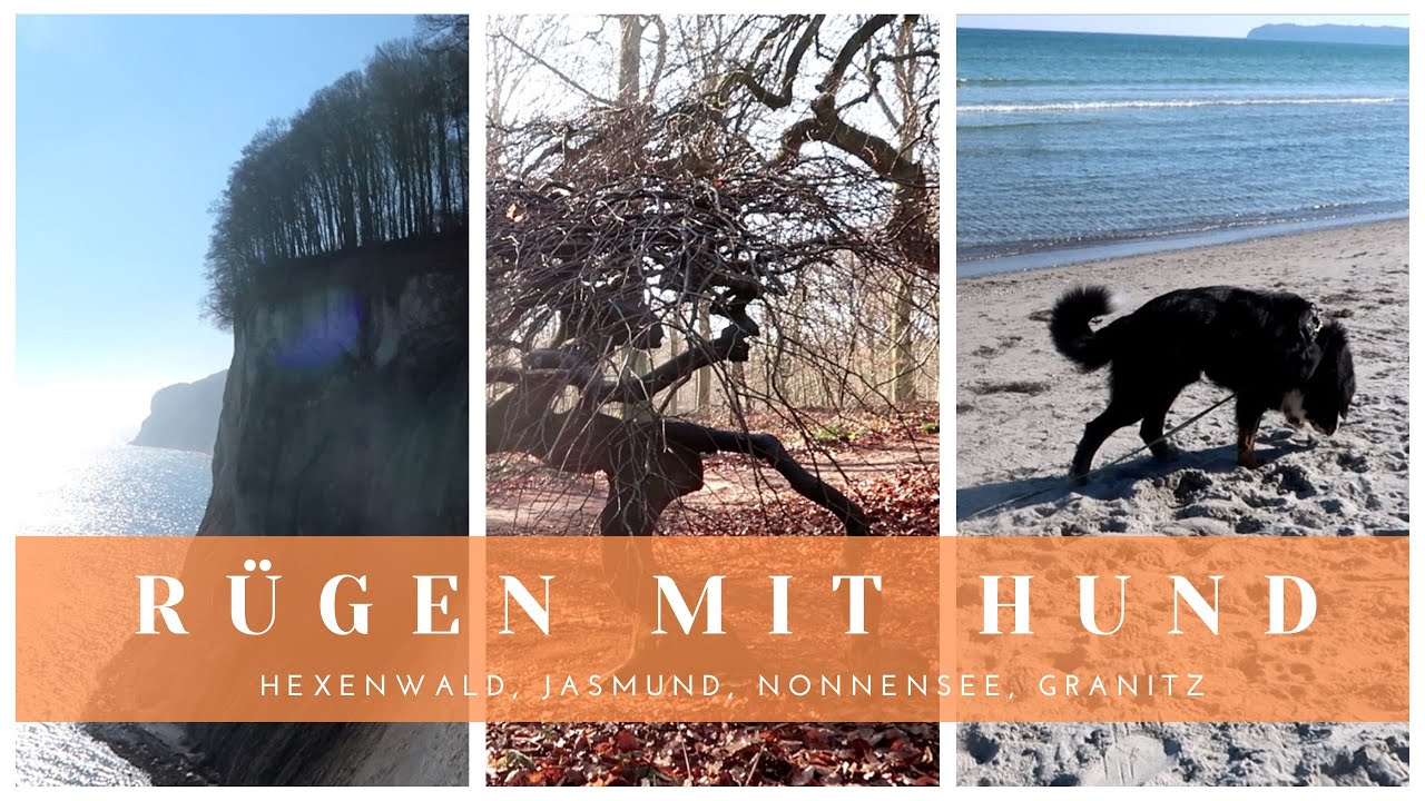 Rügen mit Hund | Urlaubs-Vlog