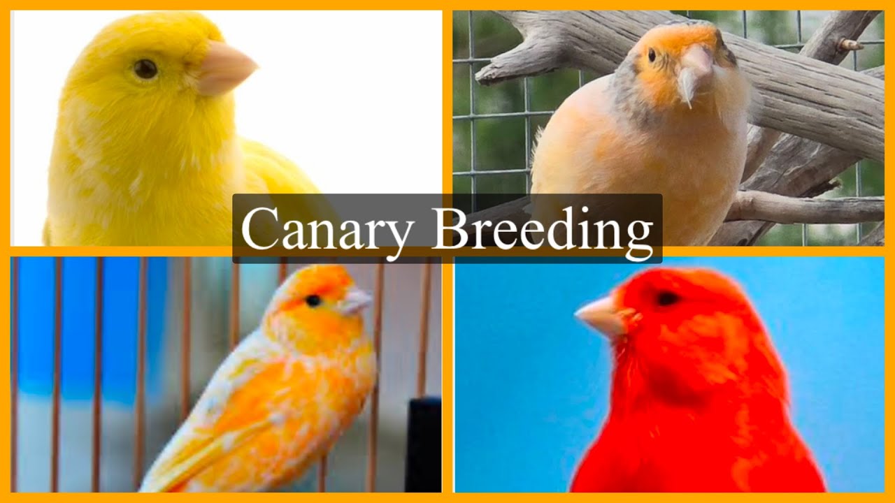 How to breed your Canaries: Simple Steps to Bring your Birds into Breeding Condition