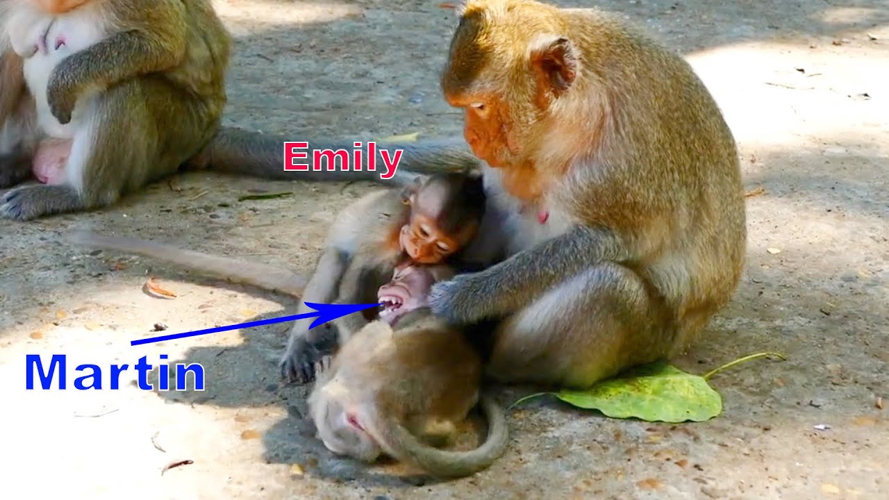 History of Martin P-o-or Orphaned Monkey Got B-e-aten by Emila, Emily Holding To h-i-t & b-i-t-e him