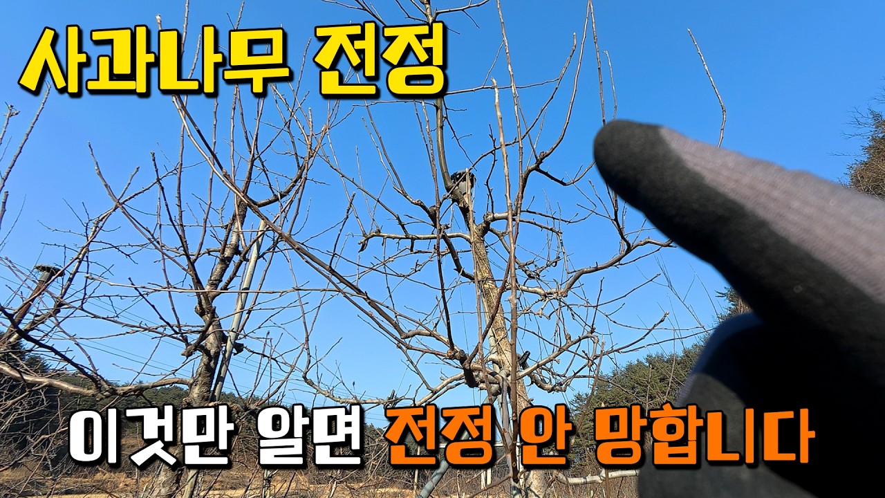 결과지, 수세, 수확시기 3가지만 보면 품종 몰라도 전정됩니다 [용감한머슴 Ep.55]