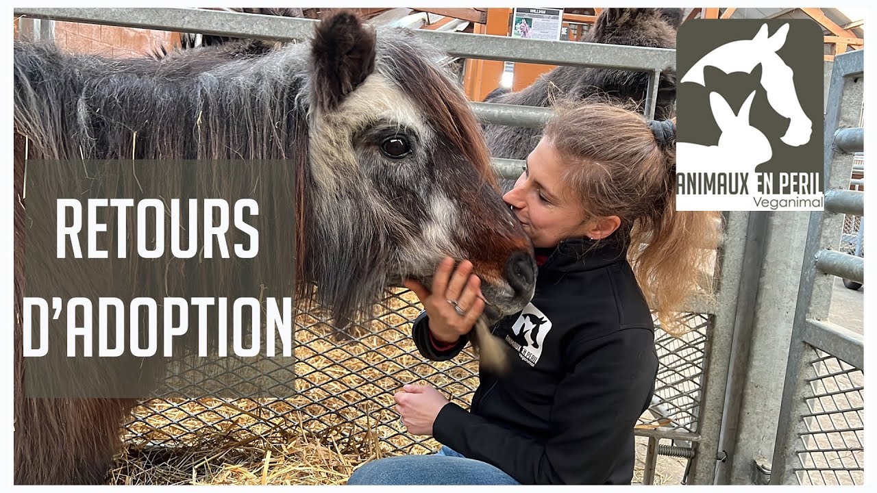 Trop de retours d'adoption !