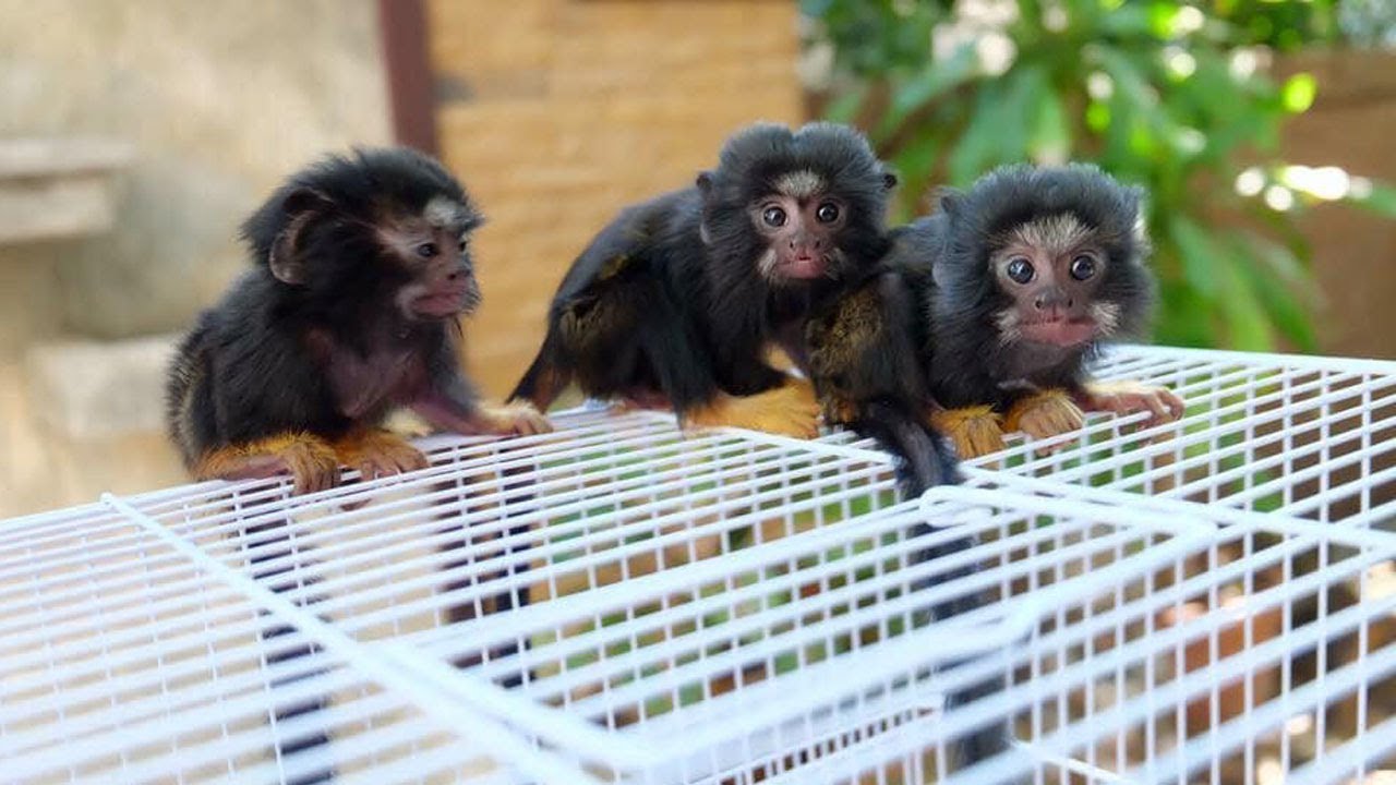 The cutest marmoset monkey ever !
