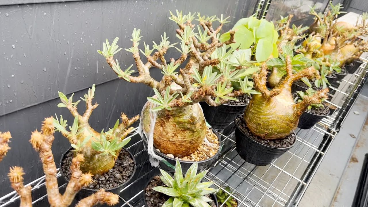 グラキリス雨晒しでパンパンカチカチになります