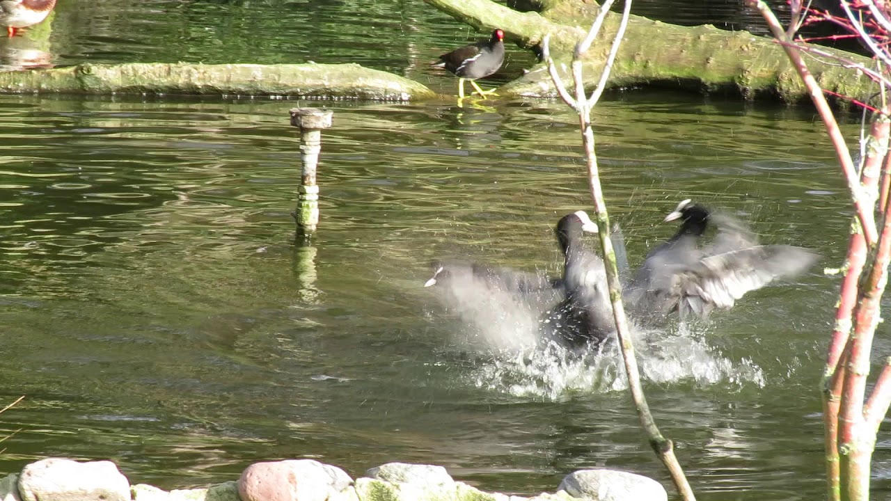 Vroege Vogels - Ruziënde meerkoeten