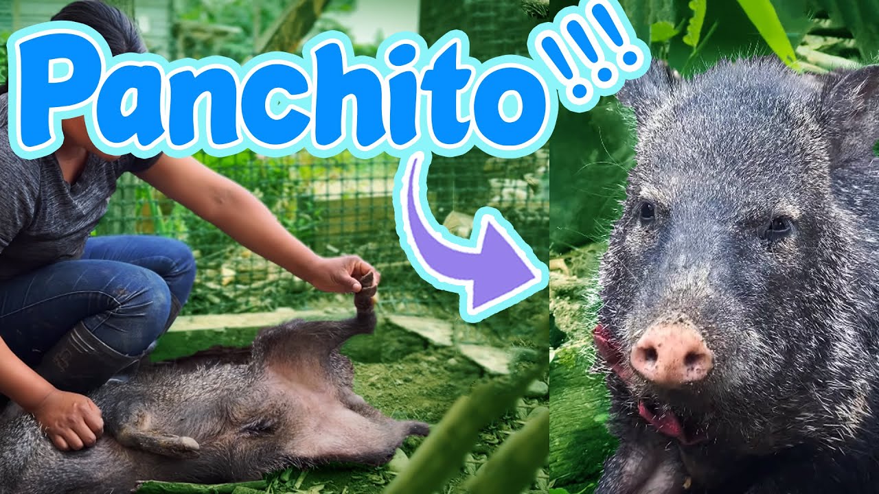 Cerdo de la SELVA o Sajino | Amazonia ECUATORIANA
