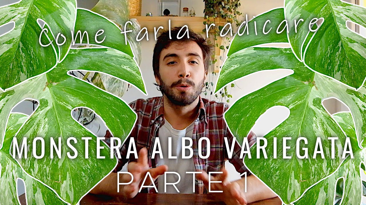 Monstera Albo Variegata | Come propagare una talea velocemente || PARTE 1 + SUB ENG