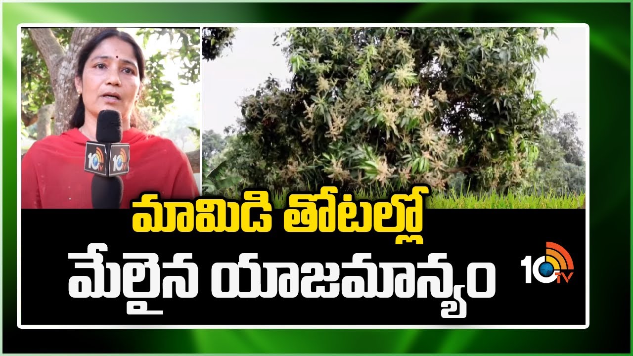Mango Cultivation | మామిడి తోటల్లో మేలైన యాజమాన్యం  | Matti Manishi | 10TV