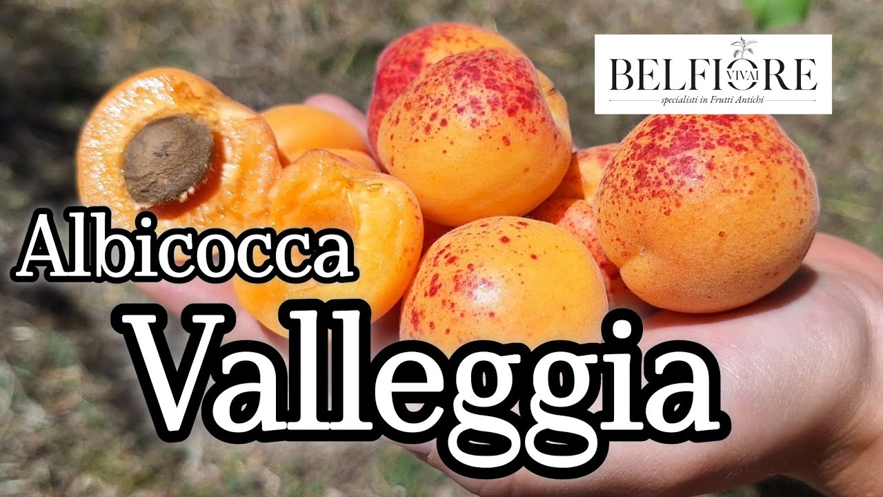 Frutti antichi: albicocca VALLEGGIA