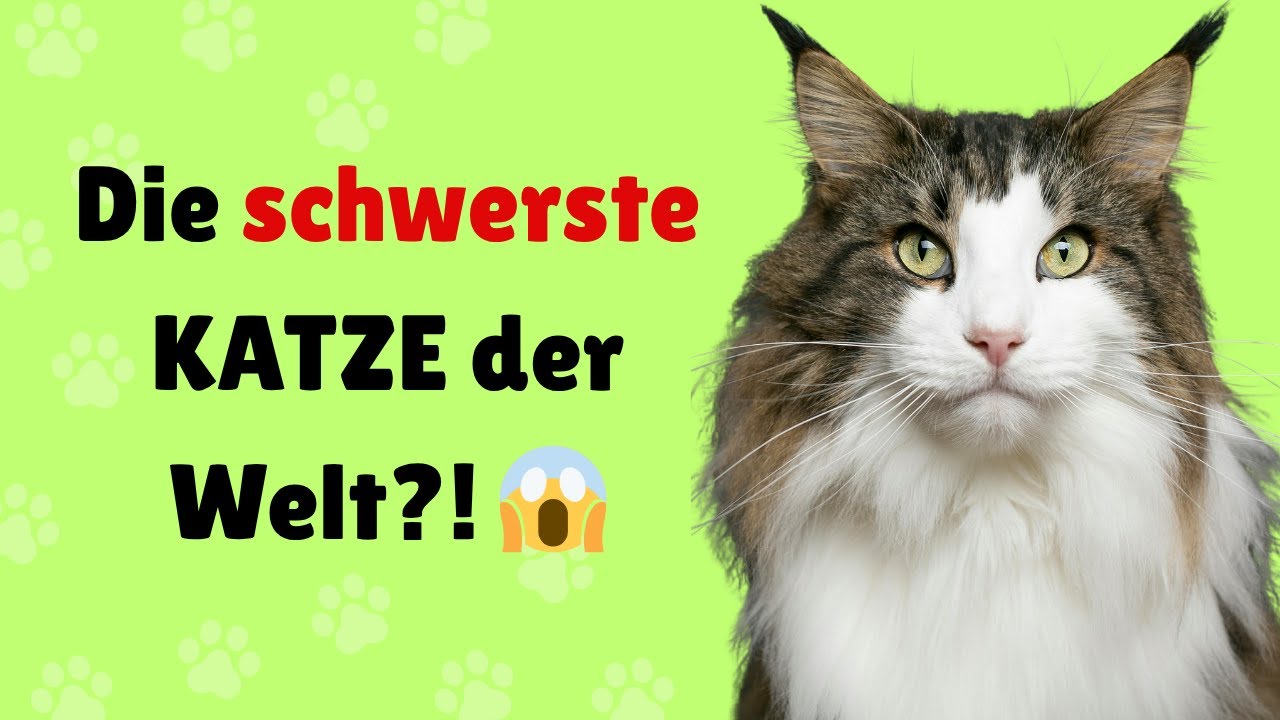 Die 10 schwersten Katzen der Welt – Gigantische Katzenrassen! 🐱💪🔥