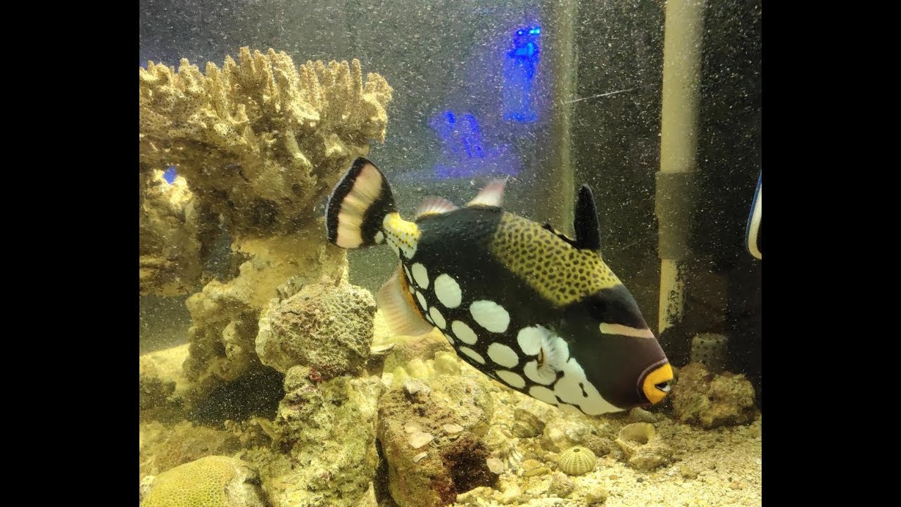 Pindahin Triger Kembang Jumbo Ke Big Tank