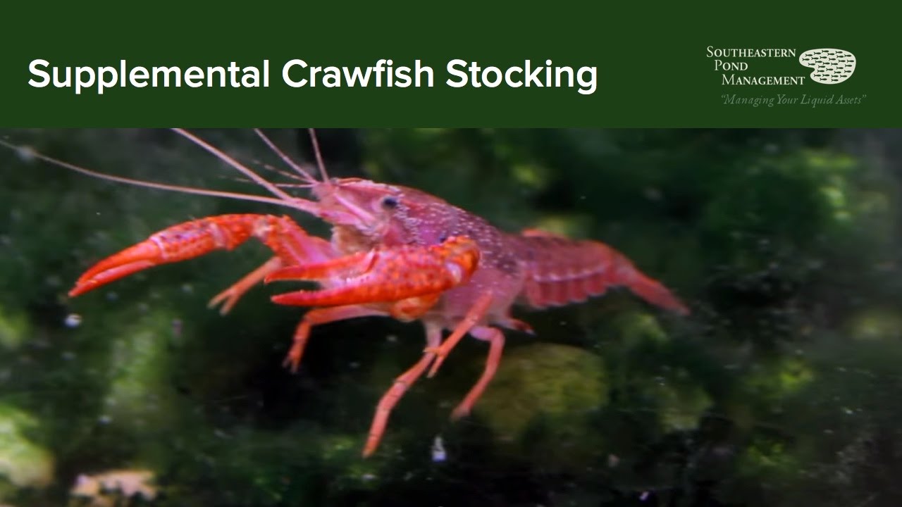 Stocking Crawfish