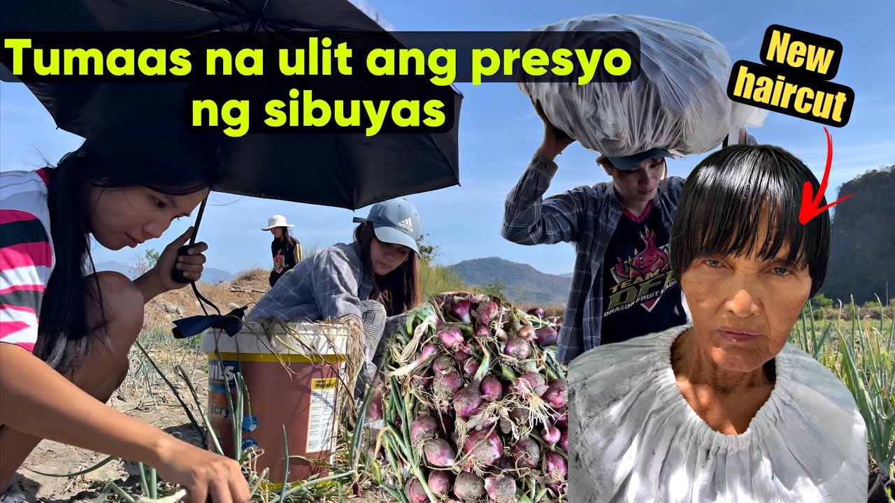 Dahil tumaas na ulit ang presyo ng sibuyas managraw tayo | Buhay Probinsya