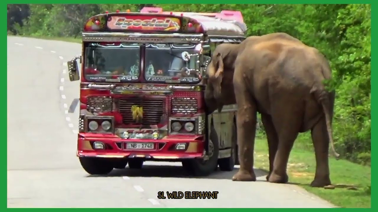 World 01 series of elephant attack on buses.😱😱
