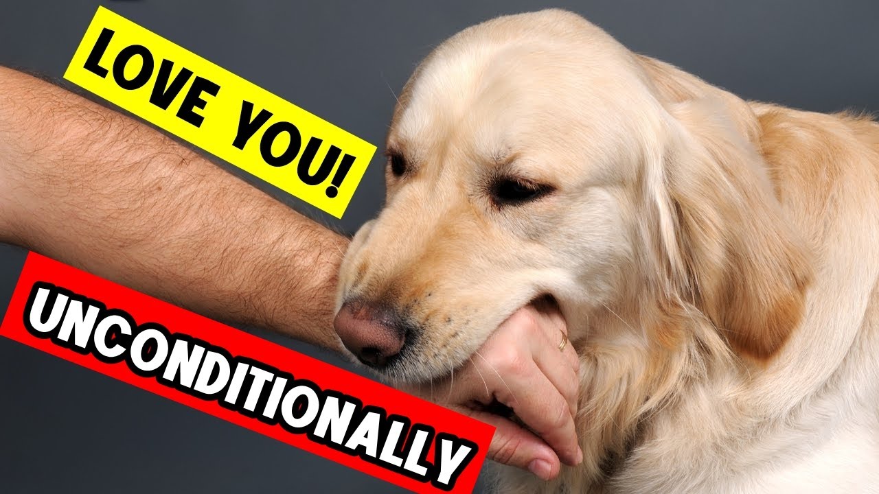 26 Signs That Your Dogs Considers You Their Mother or Father!