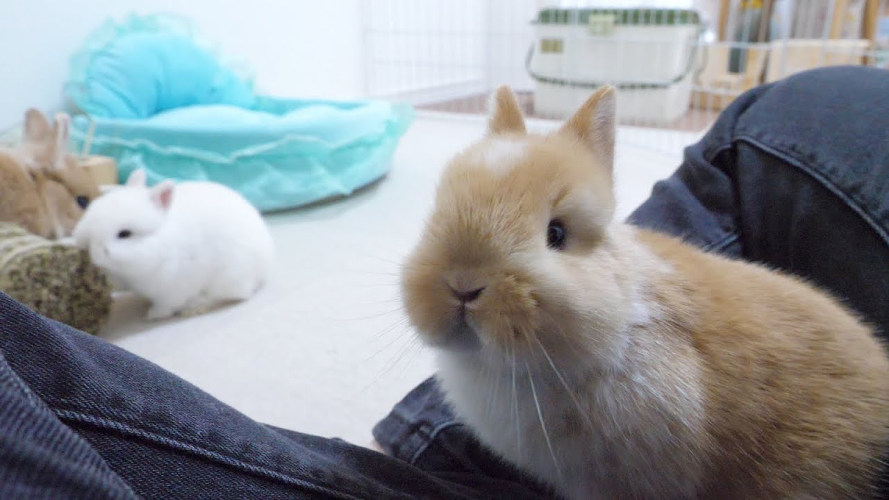 脚の上に乗りたがる赤ちゃんうさぎがかわいすぎた