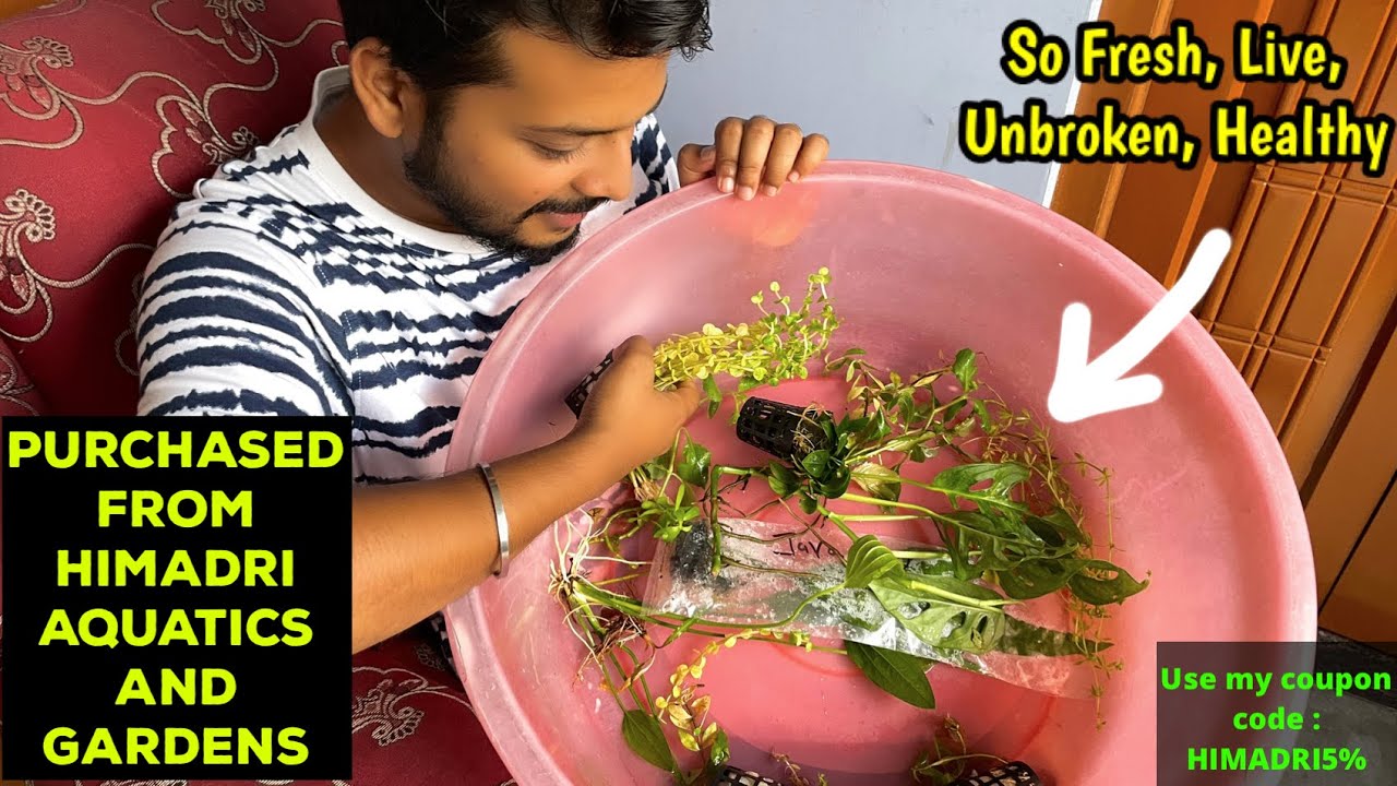 Unboxing of 14 types🔥 of aquatic plants 🌱 purchased from Himadri Aquatics and Gardens