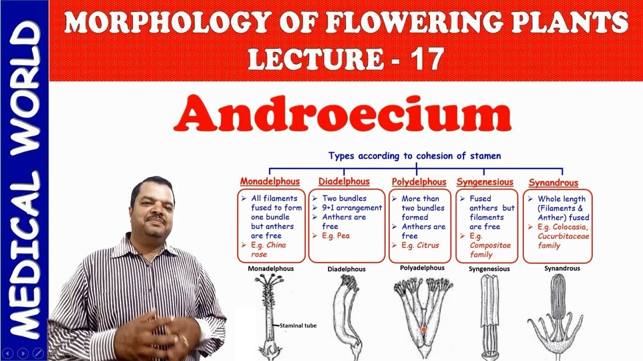 ANDROECIUM | MORPHOLOGY OF FLOWERING PLANTS | LECTURE 17