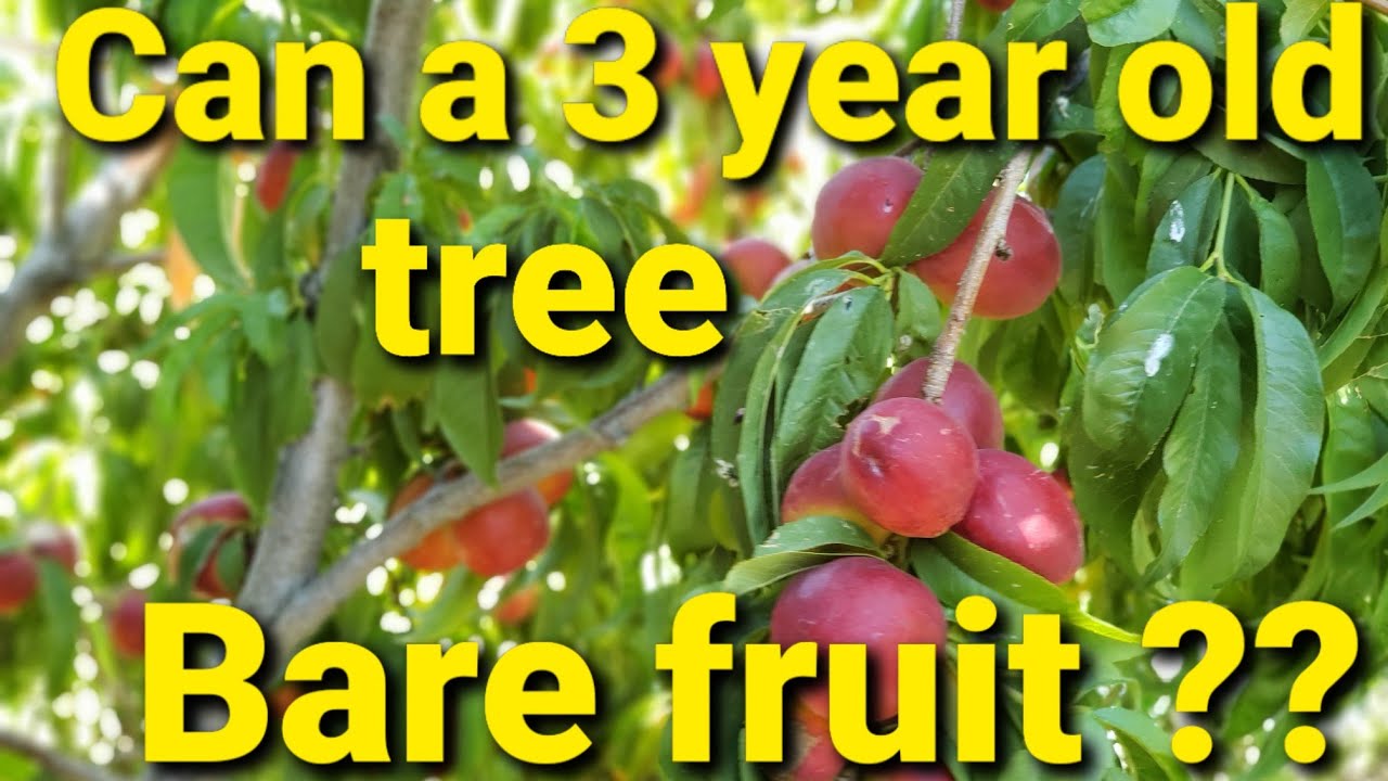 How long does it take for a fruit tree to bare fruit from seed?