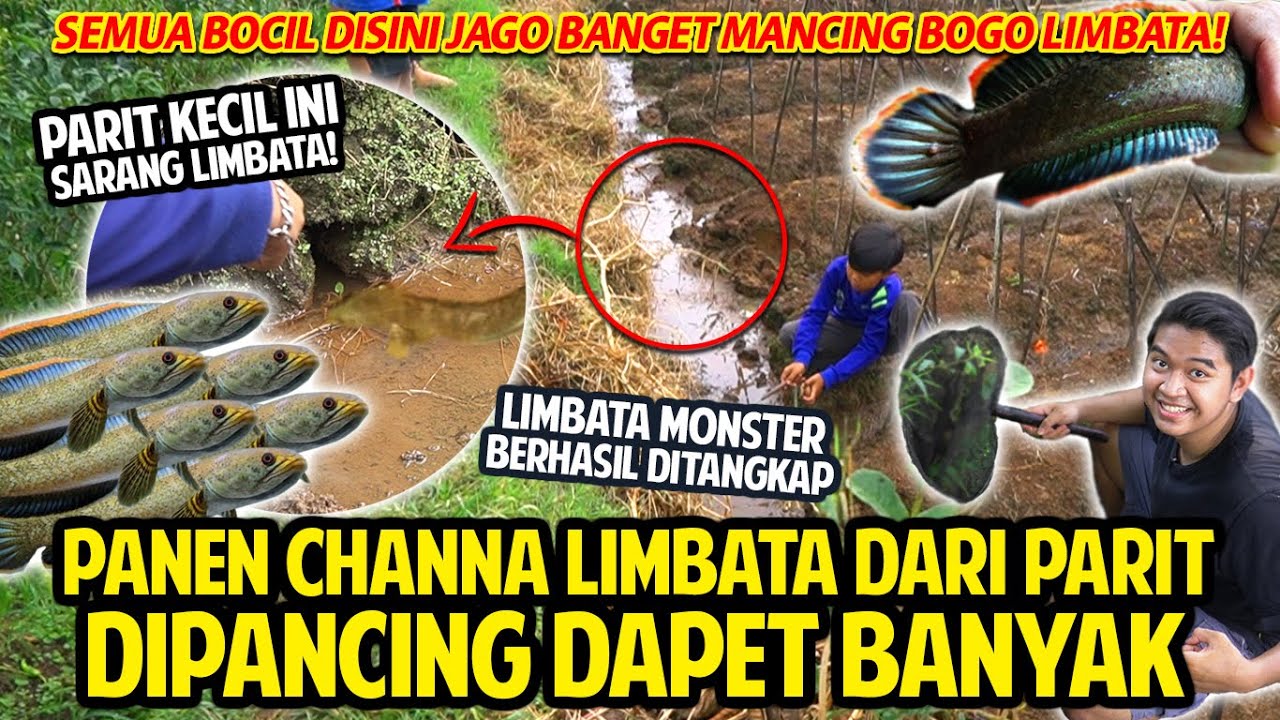 PANEN CHANNA LIMBATA DARI PARIT KECIL! DIPANCING DAPET BANYAK! SEMUA BOCIL DISINI JAGO BANGET!