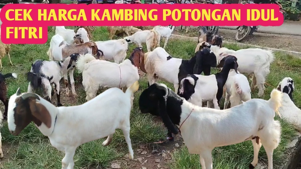 CEK HARGA KAMBING POTONGAN IDUL FITRI 