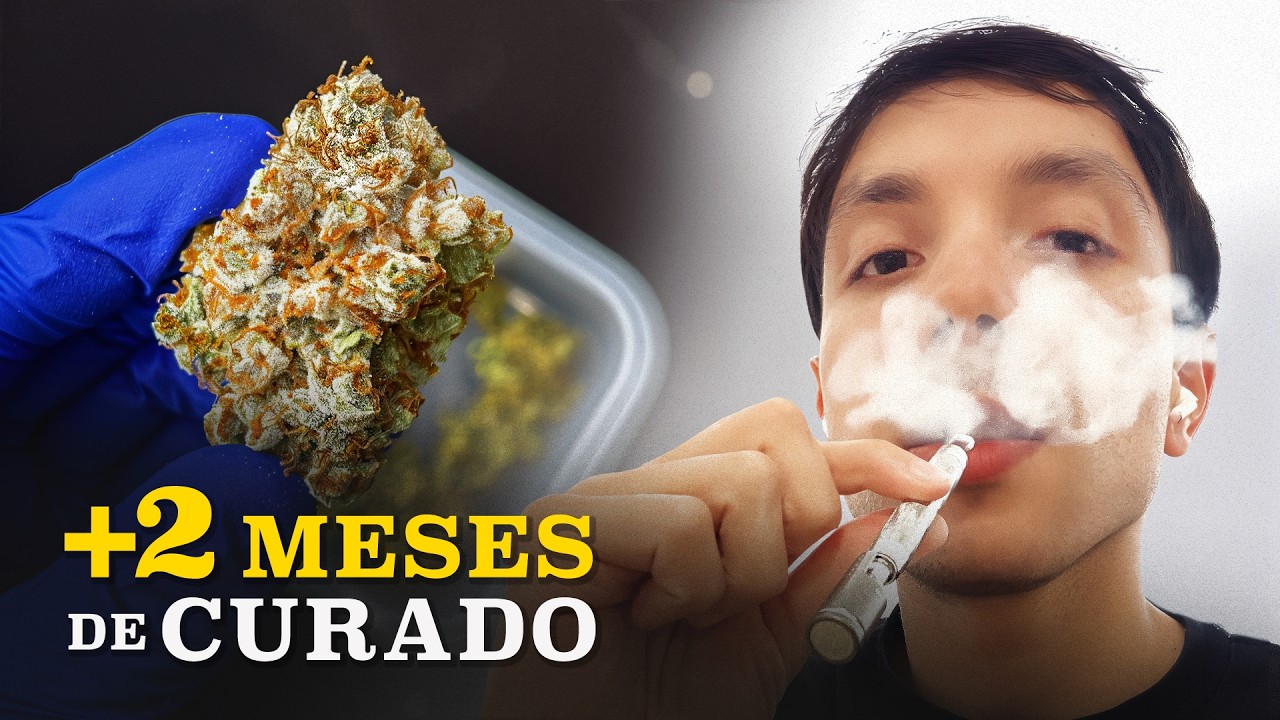 Prob&eacute; Mi &Uacute;ltima Cosecha de Autom&aacute;ticas de Sweet Seeds&reg; con DynaVap y Papel