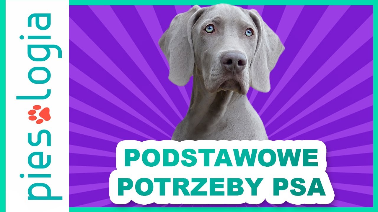 Podstawowe potrzeby psa