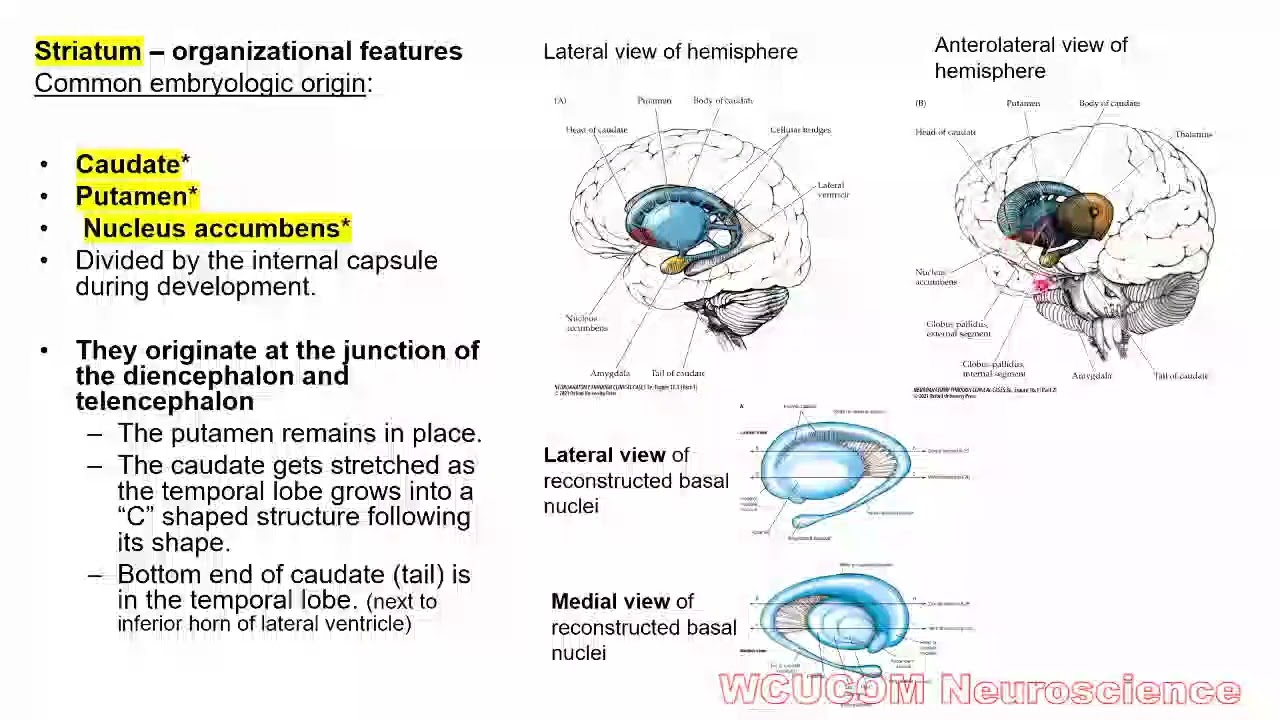 Basal ganglia 1. For first year medical students #neuroanatomy #medicalstudents #basalganglia