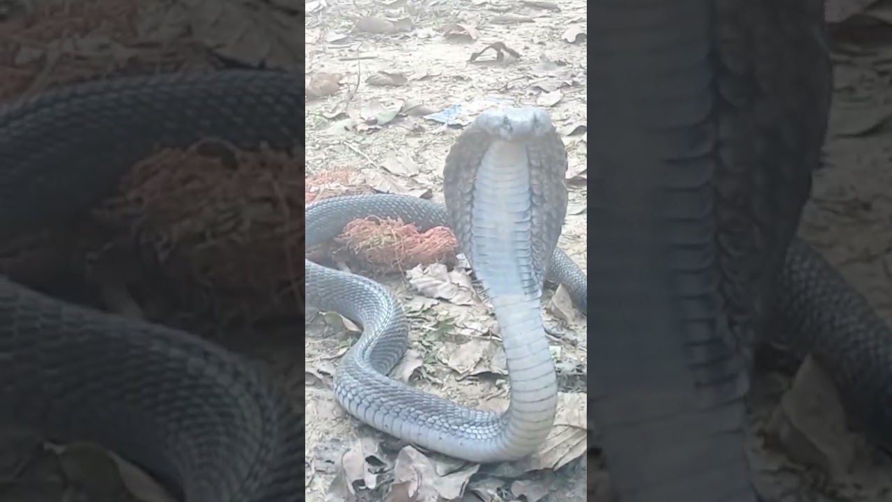 cobraschandler's wild lifeall my petsreptile keepingvenomous reptilescrocodilesJAYPREHISTORICPE