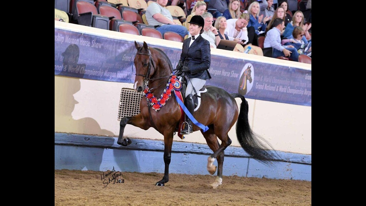 Newmont's Captivator CH: 2018 Bay Morgan Gelding (With Young Rider)