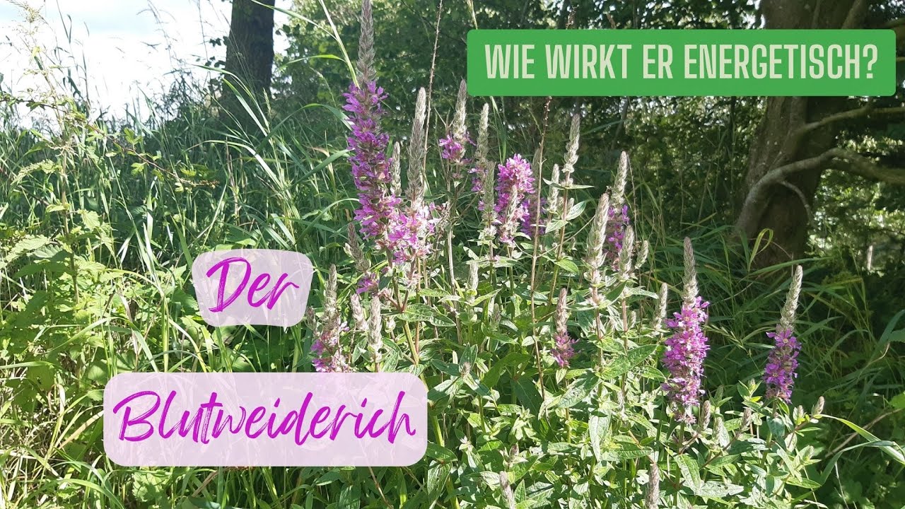 Wie wirkt der Blutweiderich energetisch?