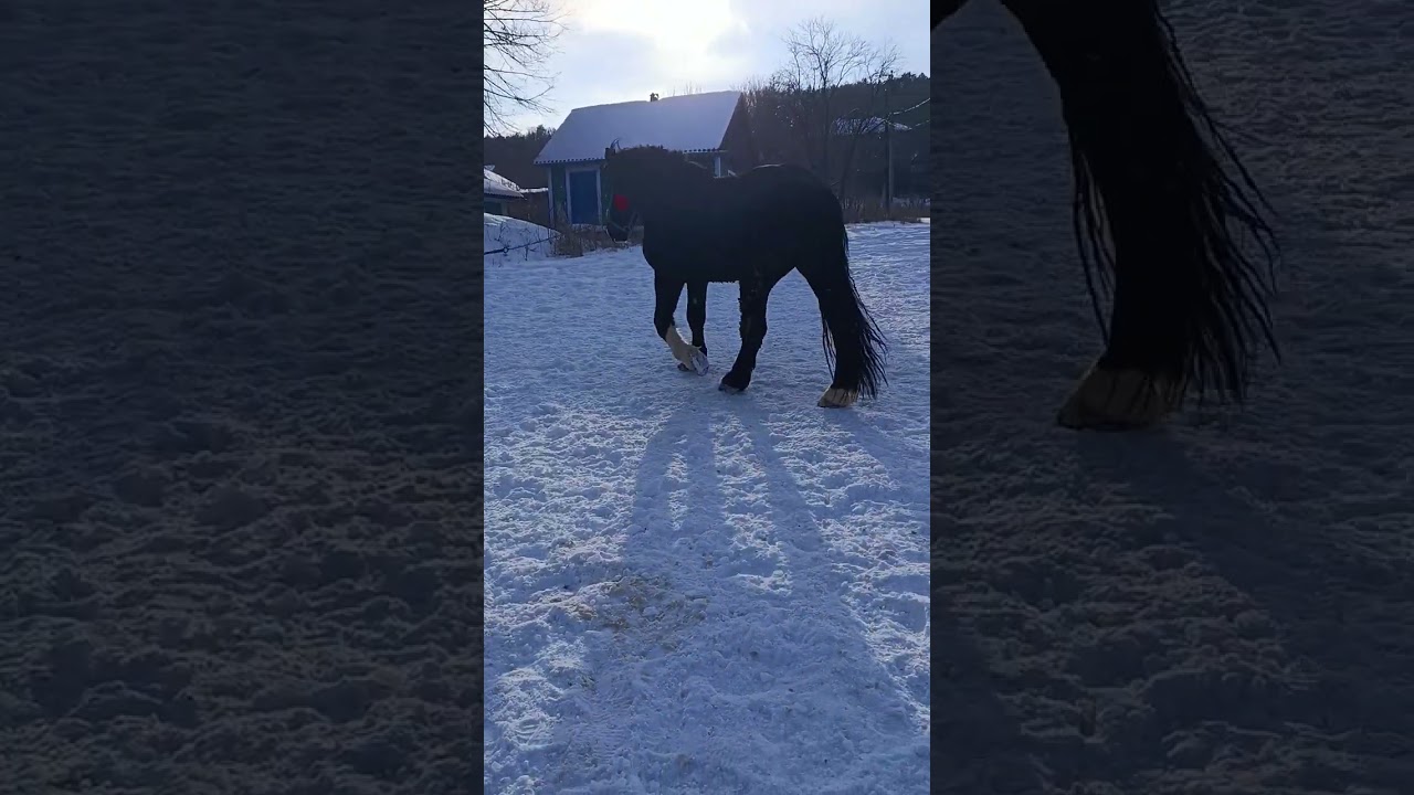 🌬️⛄Каїр з Панамою на зимові прогулянці 🐎🥁🎺