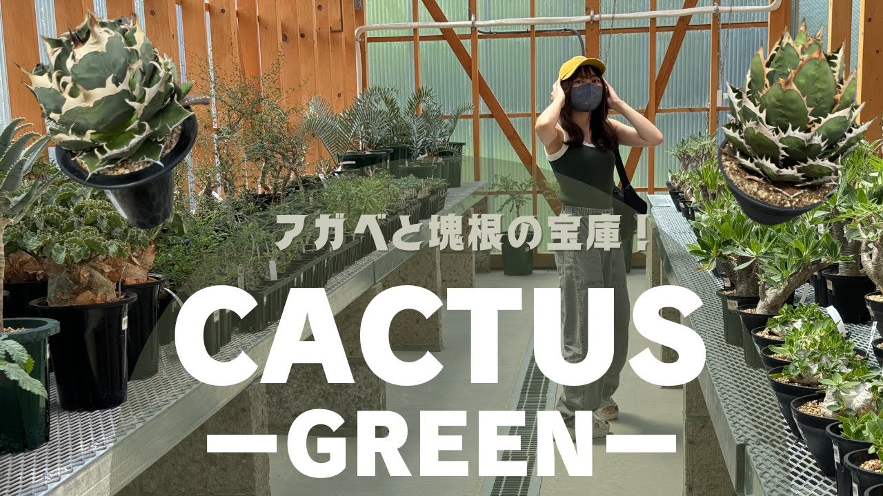【園芸店】話題のあそこに潜入！｜アガベ｜塊根｜グラキリス｜CACTUS GREEN