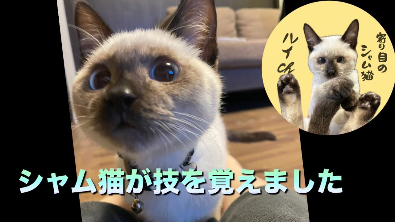 シャム猫が技を覚えました