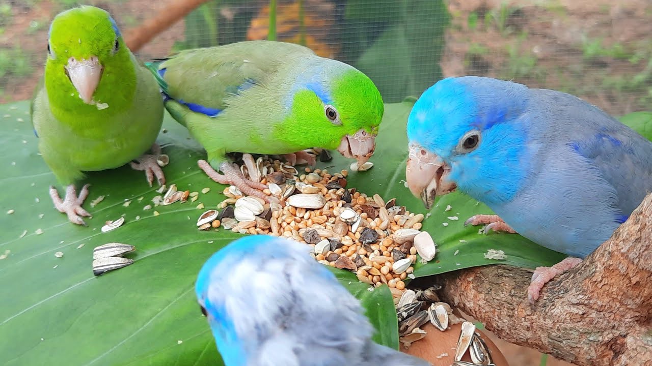 Cute bird sounds : Forpus bird singing and eating it so happy Relaxing video.